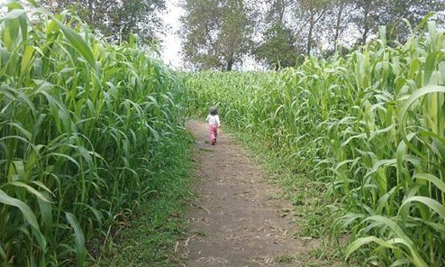 crop maze